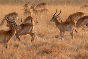 3-Day Zambia Safari Adventure to Kafue National Park