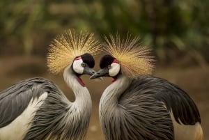 3 Days Explore Zambia, Zimbabwe and Chobe Park in Botswana