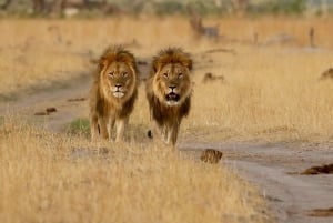 Ontdek in 4 dagen Victoria Falls, Chobe NP en Hwange NP