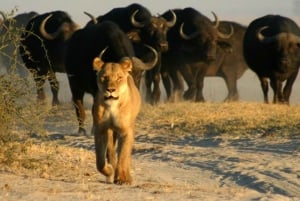 Safari de 5 jours dans le parc national de Chobe et chutes Victoria