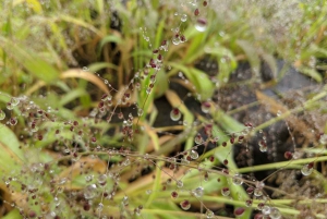 5 días para explorar Zimbabue, Zambia y Botsuana