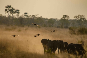 ジンバブエ、ザンビア、ボツワナを探索する5日間の旅