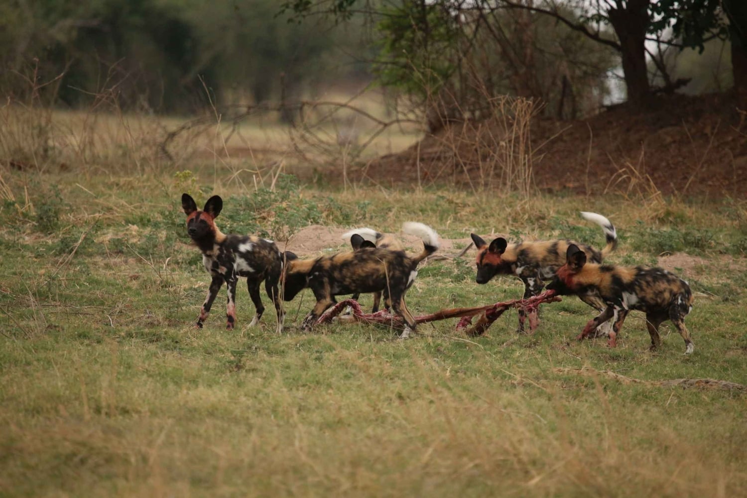 5-dages Liuwa Plains-safari med måltider
