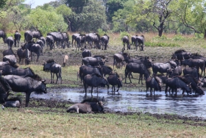 5-dages Liuwa Plains-safari med måltider