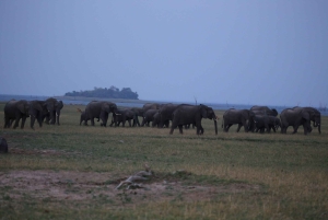 5-dages Liuwa Plains-safari med måltider