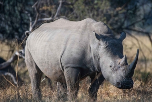 A Private Game Drive Plus White Rhino short walk