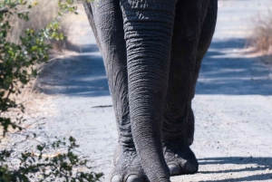 A Private Game Drive Plus White Rhino short walk