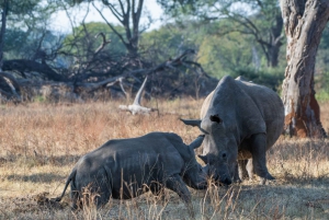 A Private Game Drive Plus White Rhino short walk