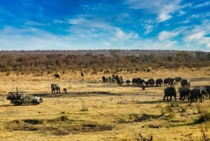 BBQ/Braii + Game Drive in Chamabondo National Park