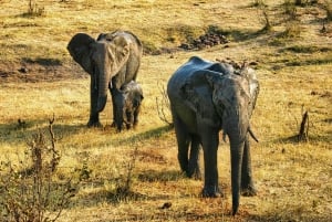 BBQ/Braii Safari Game Drive next to waterhole in Chamabondo