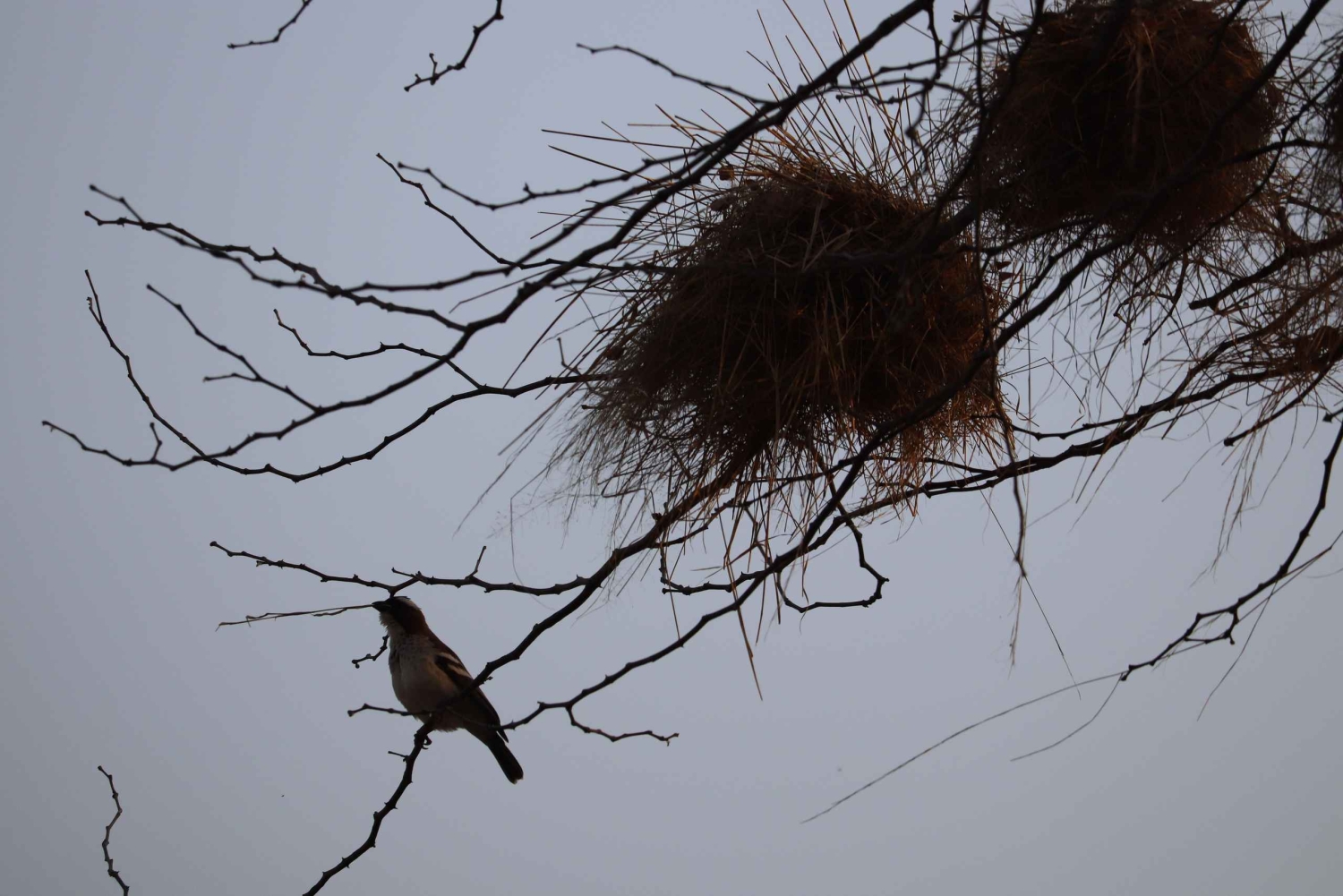 Obserwacja ptaków nad Zambezi w Livingstone o wschodzie słońca