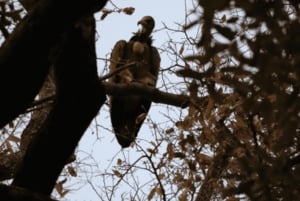 Obserwacja ptaków nad Zambezi w Livingstone o wschodzie słońca