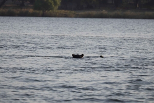 Obserwacja ptaków nad Zambezi w Livingstone o wschodzie słońca