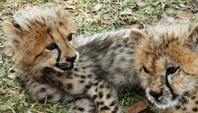 Cheetah Walks - Mukuni Big Five Safaris