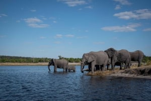 Chobe: Safari en campamento móvil de 2 días