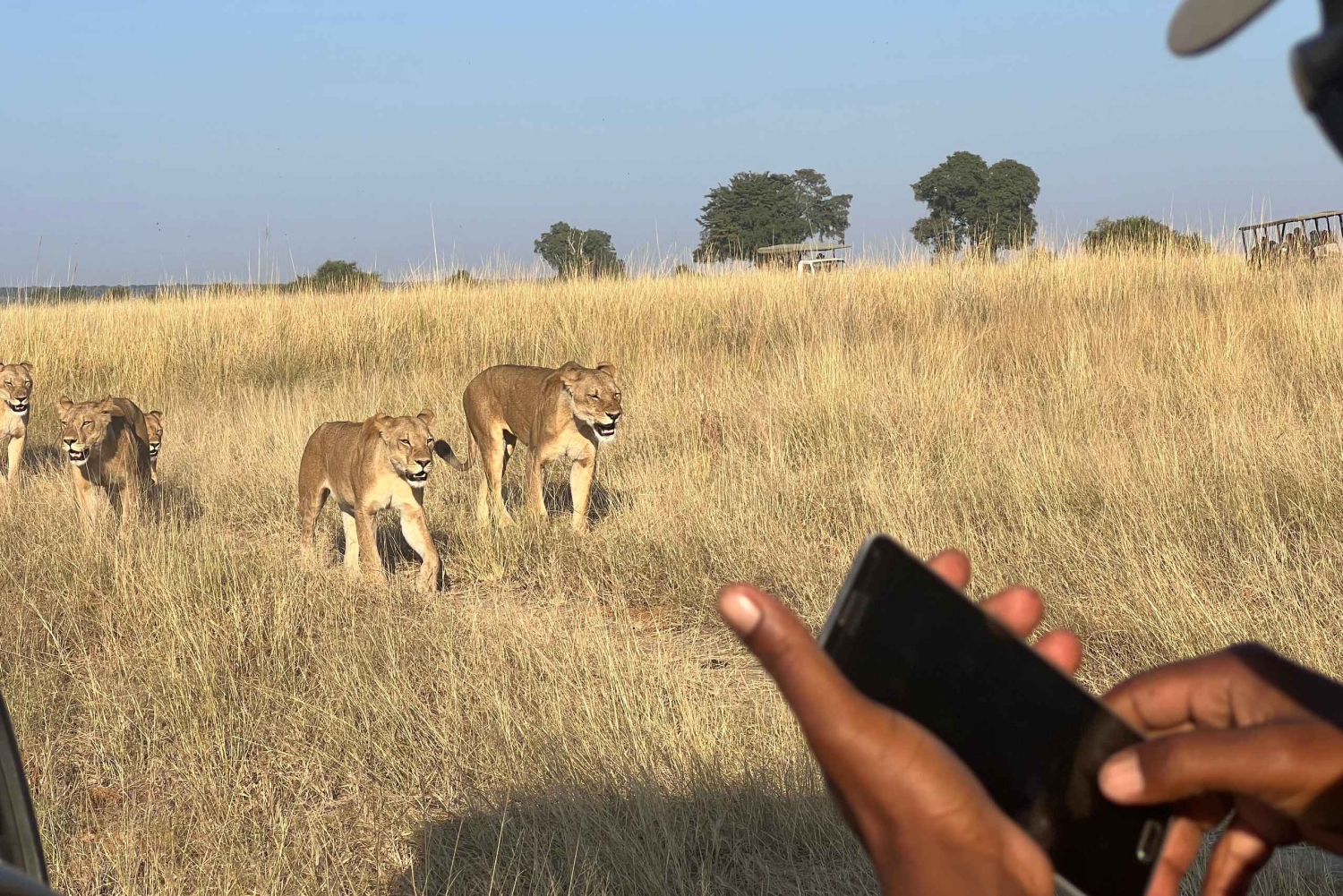 Chobe dagssafari og bådsafari fra Victoria Falls - 8 timer