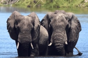 Chobe-Tagestour – Chobe-Nationalpark – mit Mittagsbuffet