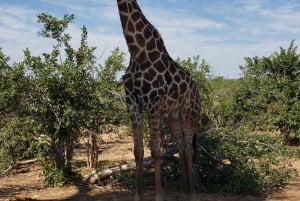 CHOBE DAY TRIP