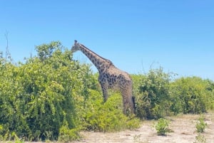 Chobe day trip