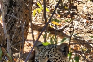 Chobe Days Trip In Chobe National Park