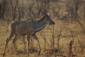 Chobe full day game drive and Safari boat cruise