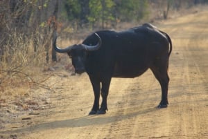 Chobe full day game drive and Safari boat cruise