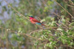 Chobe full day game drive and Safari boat cruise