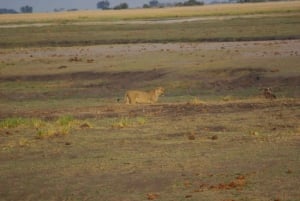 Chobe full day game drive and Safari boat cruise