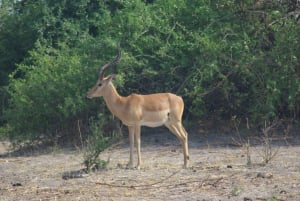 Chobe full day game drive and Safari boat cruise