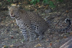 Chobe full day game drive and Safari boat cruise