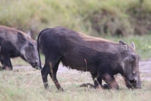 Chobe full day game drive and Safari boat cruise