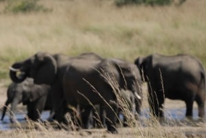 Chobe full day game drive and Safari boat cruise