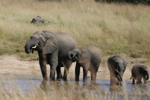 Chobe full day game drive and Safari boat cruise