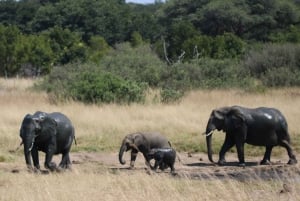 Chobe full day game drive and Safari boat cruise