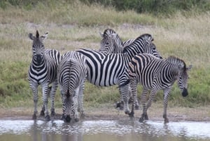 Chobe full day game drive and Safari boat cruise