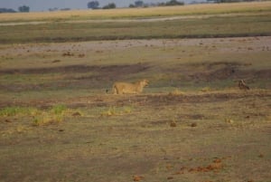 Game drive di un'intera giornata al Chobe e crociera in barca Safari