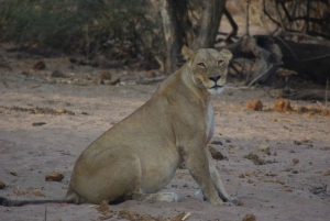 Game drive di un'intera giornata al Chobe e crociera in barca Safari