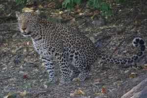 Game drive di un'intera giornata al Chobe e crociera in barca Safari