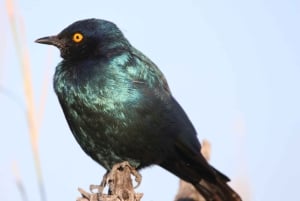 Game drive di un'intera giornata al Chobe e crociera in barca Safari