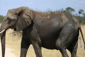 Game drive di un'intera giornata al Chobe e crociera in barca Safari