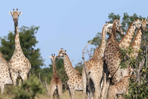Game drive di un'intera giornata al Chobe e crociera in barca Safari