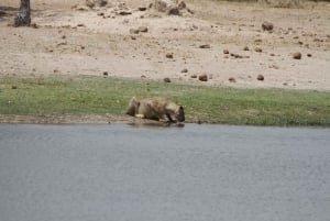 Game drive di un'intera giornata al Chobe e crociera in barca Safari