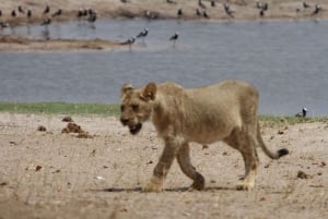 Game drive di un'intera giornata al Chobe e crociera in barca Safari