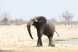 Game drive di un'intera giornata al Chobe e crociera in barca Safari