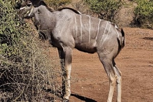 Escursione di un giorno nel Parco Nazionale di Chobe (Botswana)