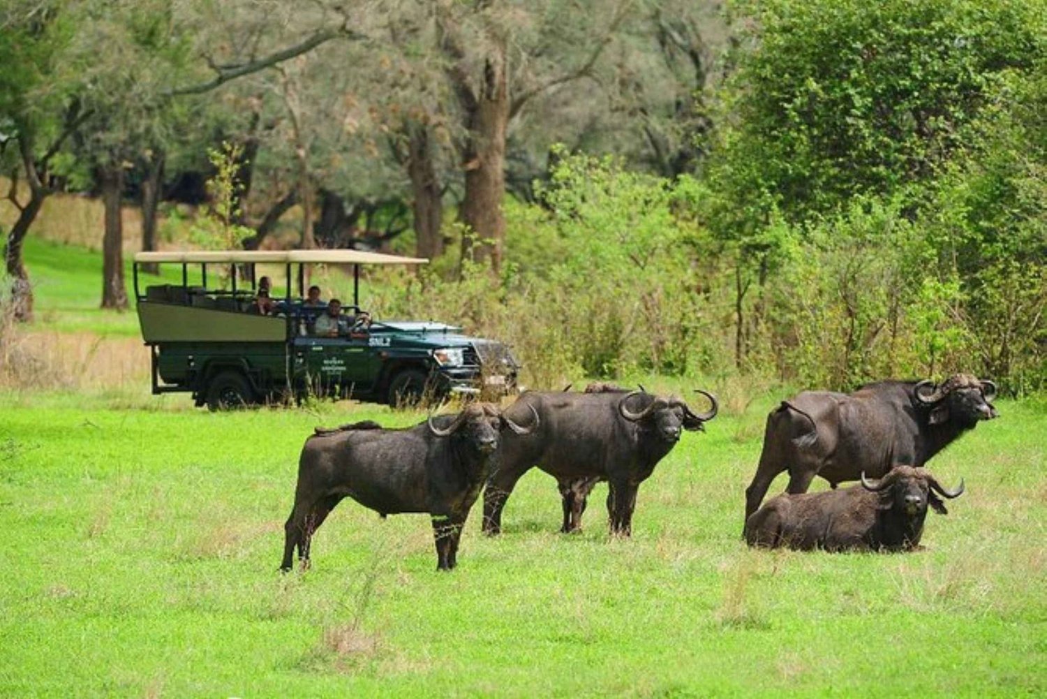 Excursion d'une journée à Chobe