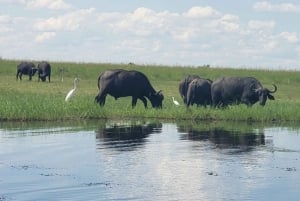 Chobe National Park Full Day Tour