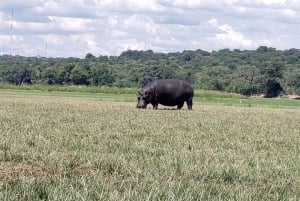 Chobe National Park Full Day Tour