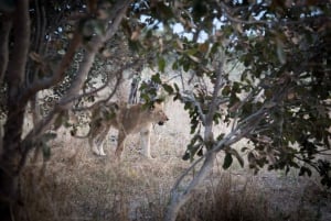 Chobe national park 3 days / 2 nights