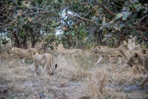 Chobe national park 3 days / 2 nights